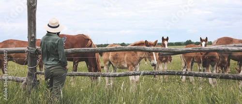 Beautiful woman looking and makimg photo of heavy draft horse, horses with foals grazing in a meadow. A beautiful animal in the field in summer. A herd of horses in nature. Using technology. Banner.