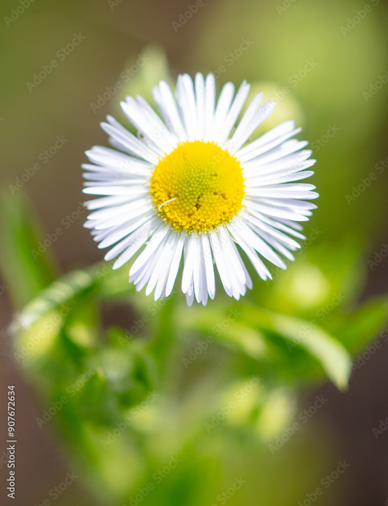 Fototapeta premium White daisy on a wire in summer. Macro