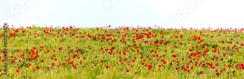 Field with red tulips in the steppe in spring as a background.