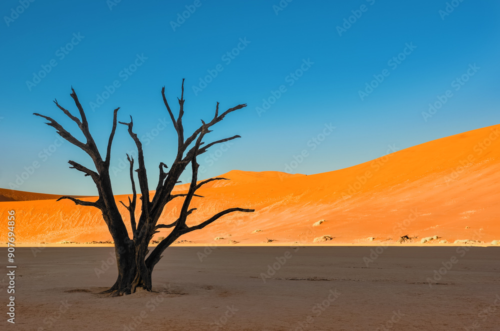 Dead trees and landscape of Dead Vlei desert, Sossusvlei, Namib sand desert, Namibia, South Africa Dead trees and landscape of Dead Vlei desert, Sossusvlei, Namib sand desert, Namibia, South Africa