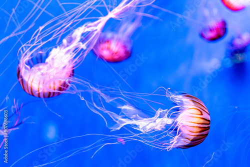 Gruppo di meduse
