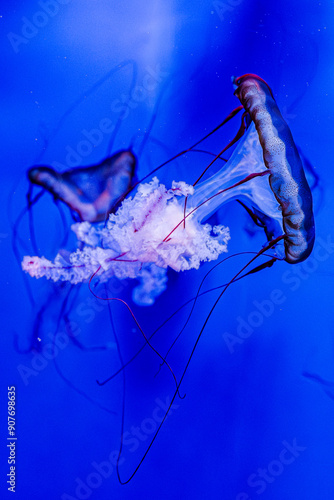 Meduse