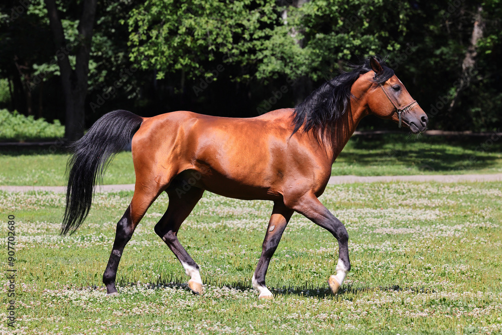 Arabian horse runs in green spring field