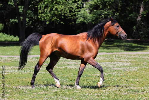 Arabian horse runs in green spring field