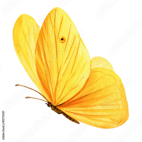 Photography Butterfly watercolor painting illustration isolated on background, yellow butter
