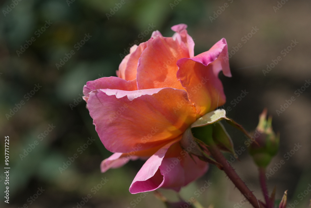 Beautiful pink white yellow roses and rose buds under midday sun in rose garden, close-up, selective focus. Floral natural background with rose flower closeup. Beautiful romantic gift. Greeting card Beautiful pink white yellow roses and rose buds under midday sun in rose garden, close-up, selective focus. Floral natural background with rose flower closeup. Beautiful romantic gift. Greeting card