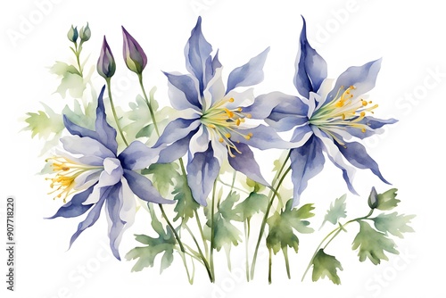 Watercolor rocky mountain columbine flowers white background, Ai Generated