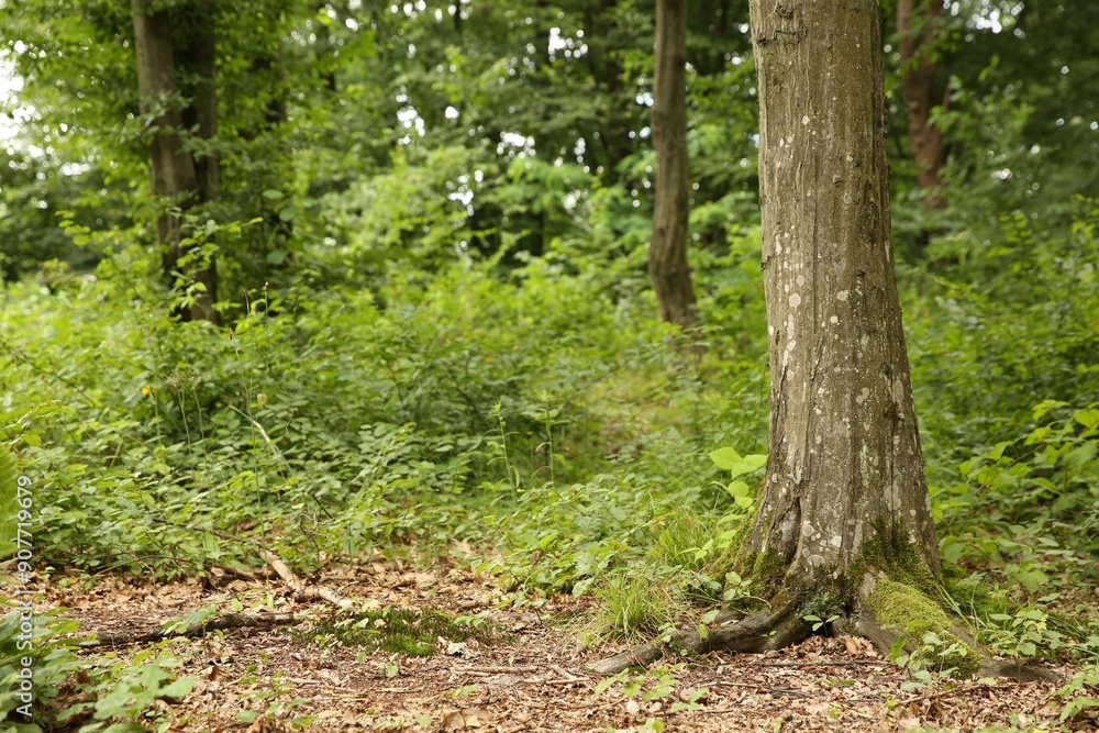 Beautiful green trees and plants growing in forest Beautiful green trees and plants growing in forest