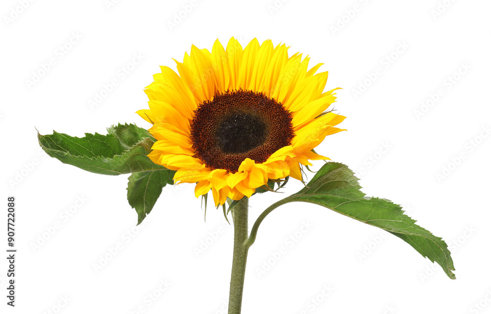Obraz premium One beautiful sunflower with bright petals isolated on white