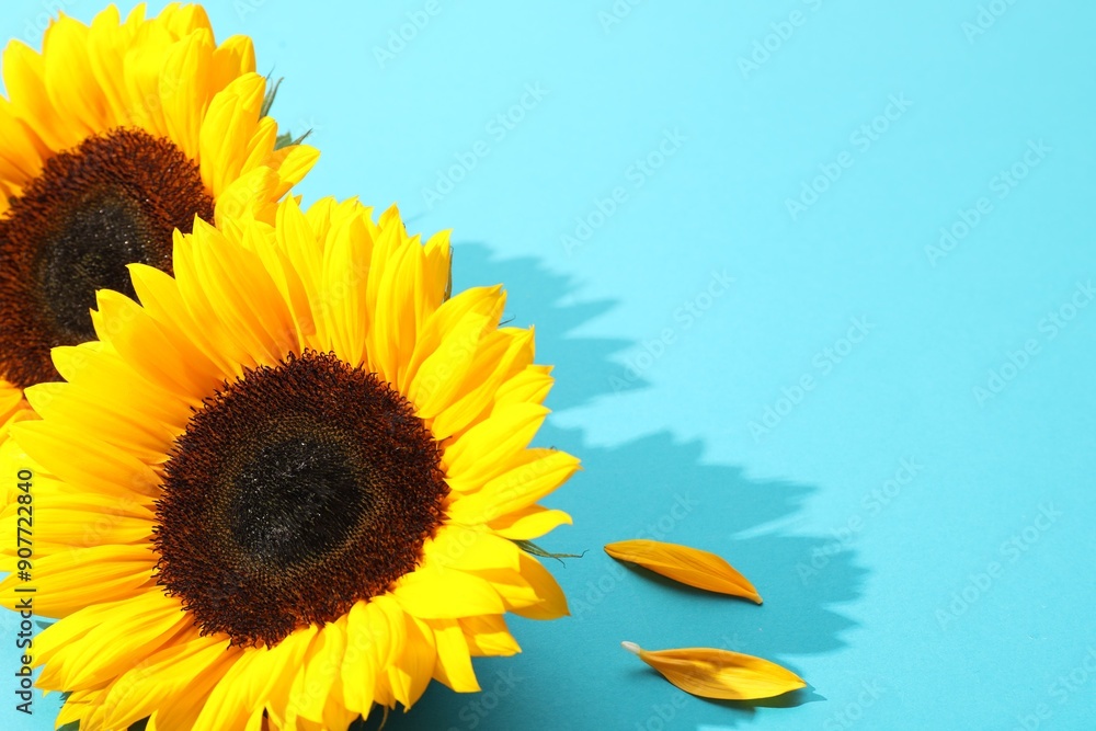 Obraz premium Sunflower heads on light blue background, closeup. Space for text