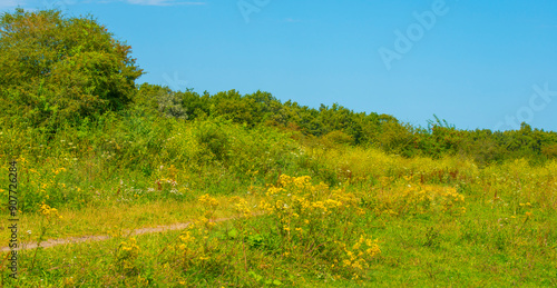 Wild flowers in scenic nature in sunlight in summer, Almere, Flevoland, The Netherlands, August 2, 2024