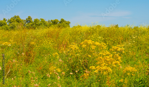 Wild flowers in scenic nature in sunlight in summer, Almere, Flevoland, The Netherlands, August 2, 2024