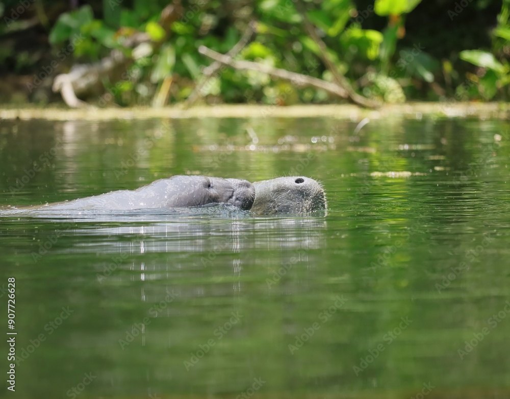 Fototapeta premium Manatee Baby Calf Mother Silver Springs State Park Ocala Florida