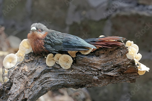 A young chestnut-breasted malkoha hunts for small insects on a rotting tree trunk that is overgrown with mushrooms. This beautifully colored bird has the scientific name Phaenicophaeus curvirostris. photo