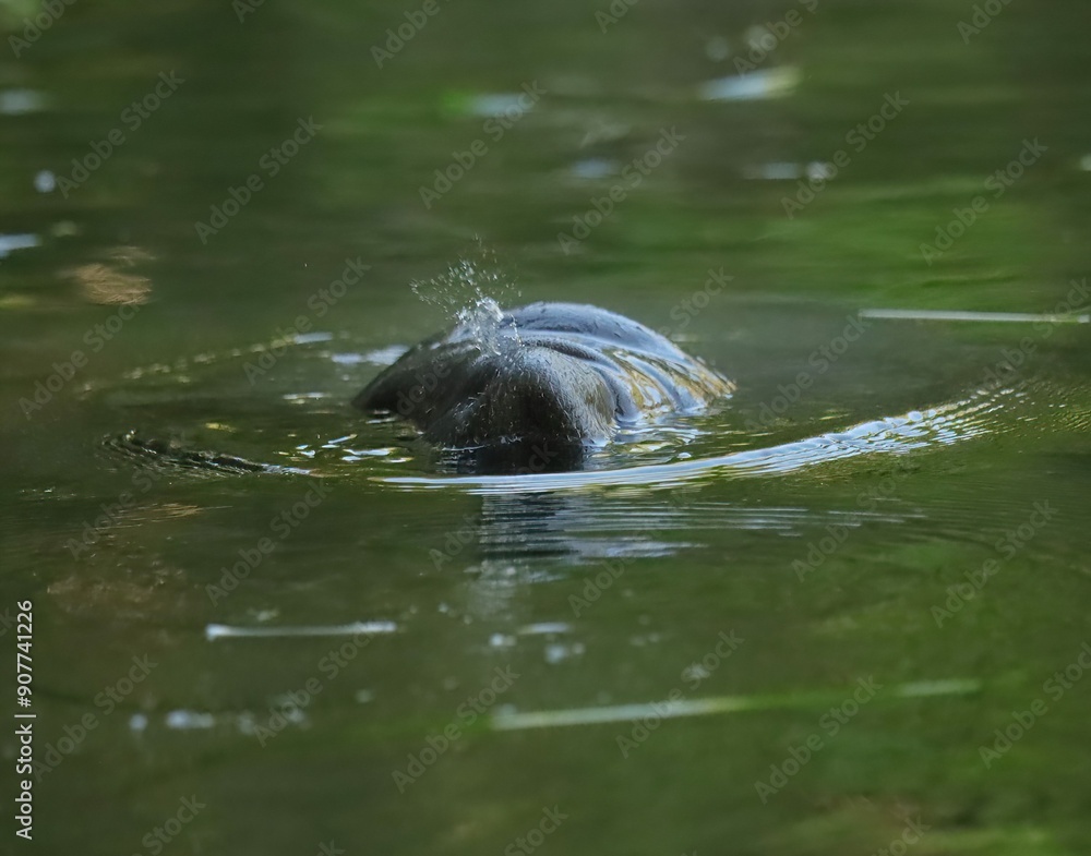 Manatee Baby Calf Mother Silver Springs State Park Ocala Florida Manatee Baby Calf Mother Silver Springs State Park Ocala Florida