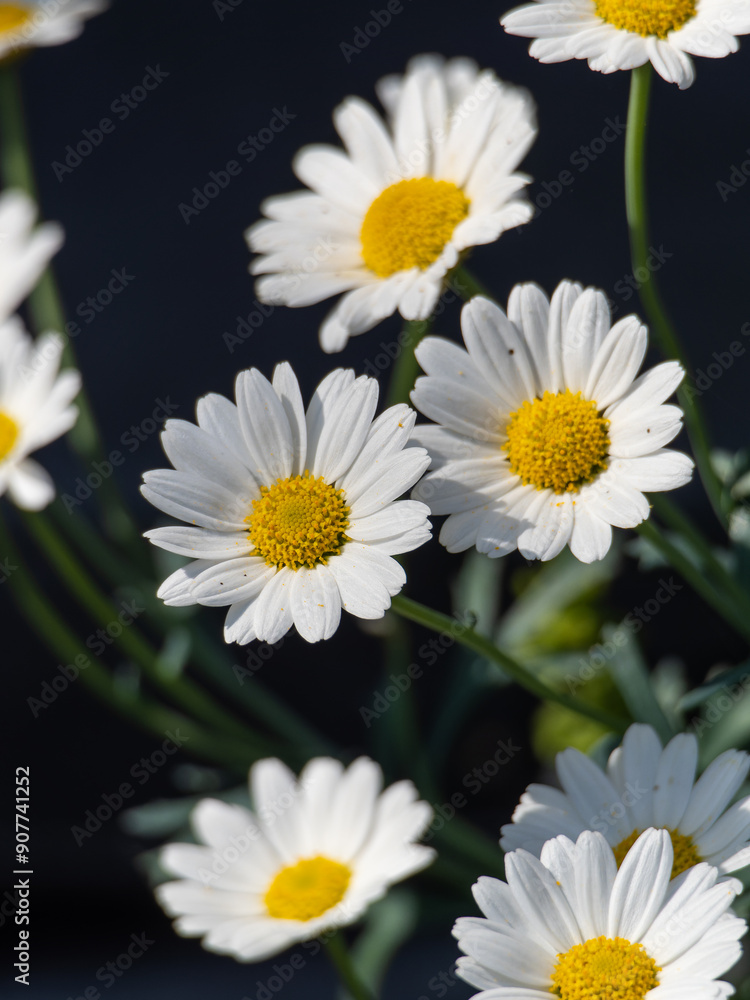 Camomile flowers, group of daisies, bouquet of daisies. Marguerite (Leucanthemum vulgare), daisy, meadow daisy, rough dog daisy Summer Meadow usherflower Camomile flowers, group of daisies, bouquet of daisies. Marguerite (Leucanthemum vulgare), daisy, meadow daisy, rough dog daisy Summer Meadow usherflower