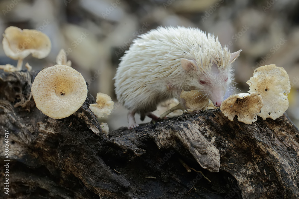 A young hedgehog is hunting for termites on a rotting tree trunk overgrown with fungus. This mammal has the scientific name Atelerix albiventris.
