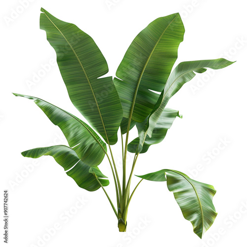 banana green lea on white background render ultra real
