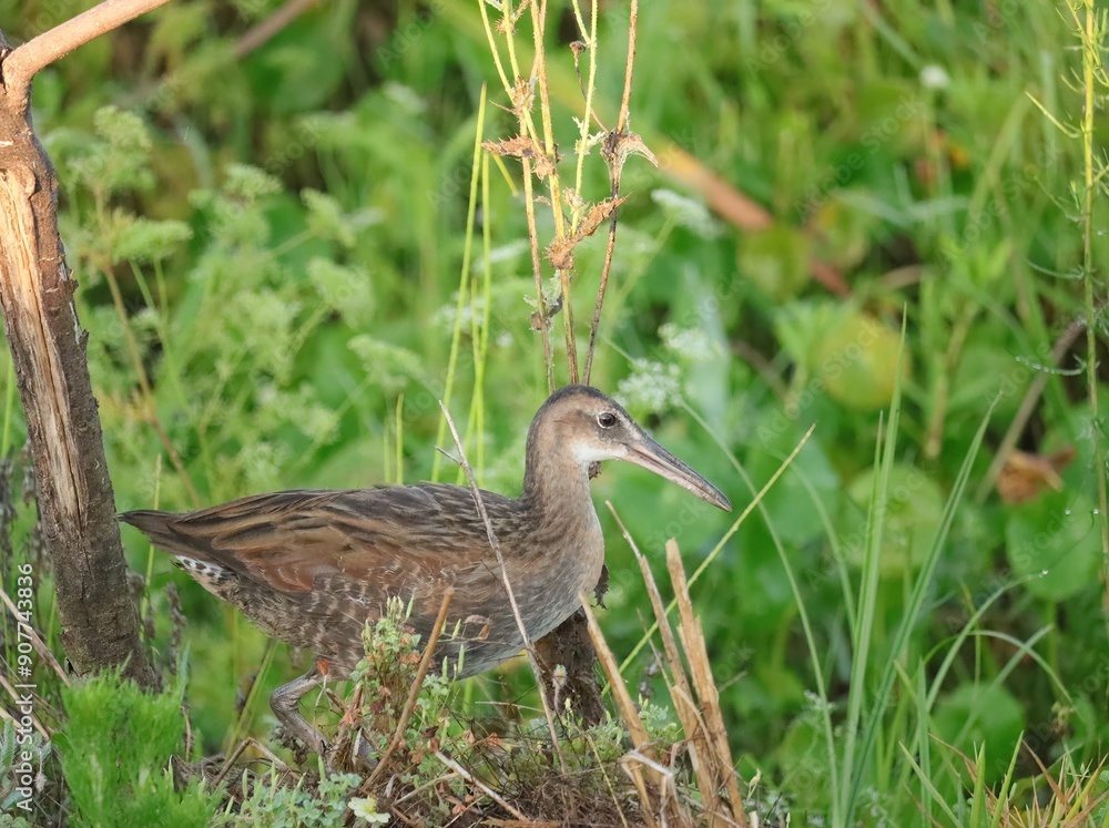 King Rail Sweetwater Wetlands Park Gainesville Florida King Rail Sweetwater Wetlands Park Gainesville Florida