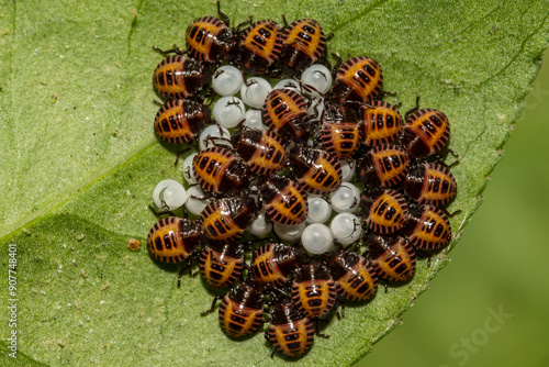 Brown Marmorated Stink Bugs Hatching from Eggs - Halyomorpha halys photo