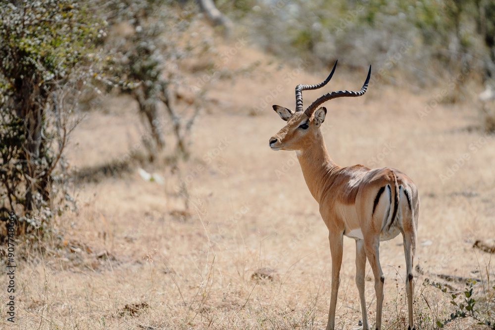 Impala antelope standing in a dry grassland on a sunny day, with blurred background in Namibia Impala antelope standing in a dry grassland on a sunny day, with blurred background in Namibia