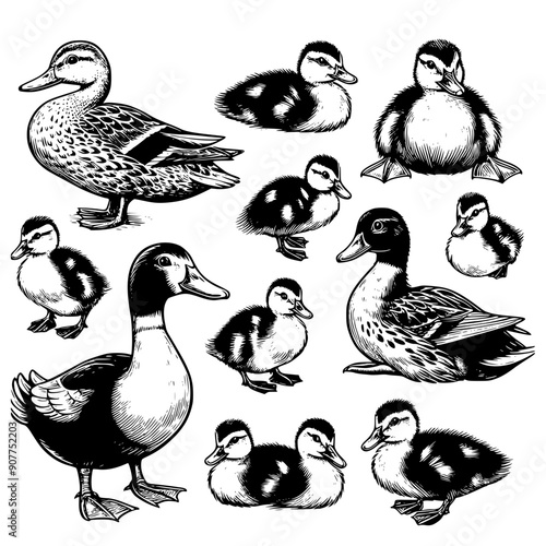 duck and ducklings