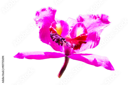 Pink Crimson Cattleya  isolated on cut out PNG or transparent background. Chinauta Laelia Orchid. Also known as Crimson Cattleya or Ruby-lipped Cattleya. Suitable for planting them in house ornamental photo