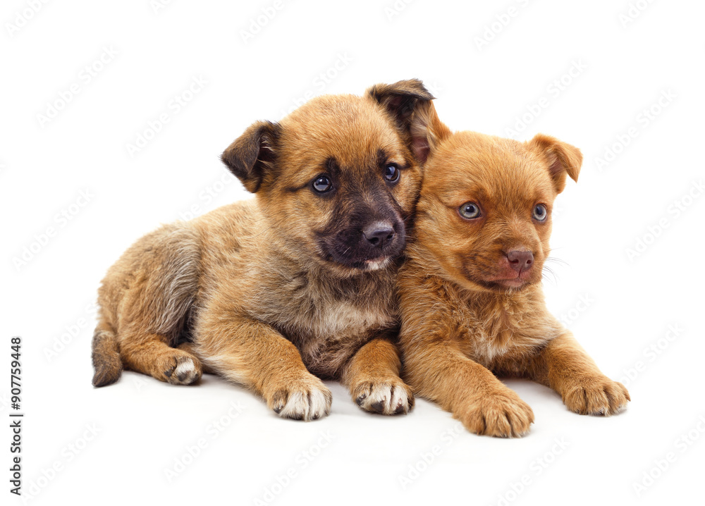Two little puppies. Two little puppies.
