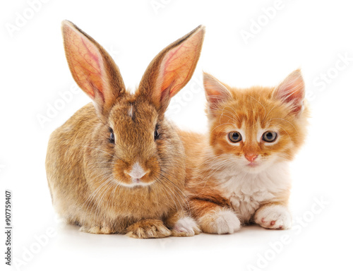 Red kitty and bunny.