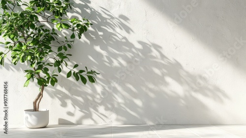 Ficus benjamina plant by white wall for text mockup photo