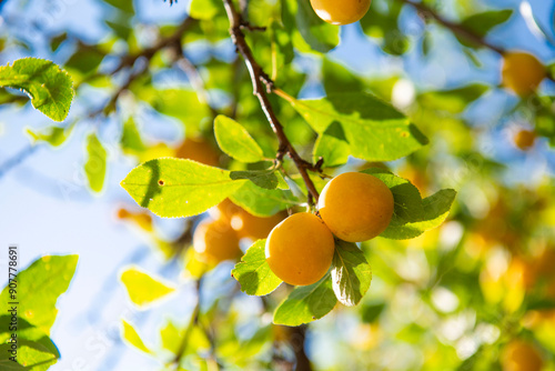 Schilderij op canvas branche de mirabelles