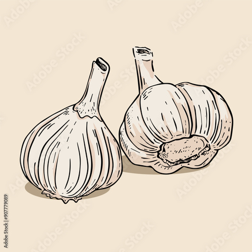 Set vintage garlic illustration
