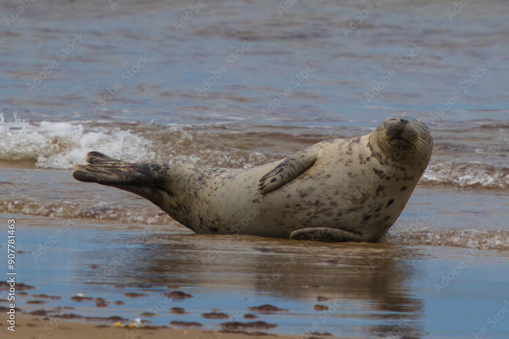 Fototapeta premium Baby seal playing in water