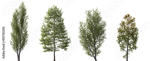 Tilia cordata, Populus tomentosa, Fraxinus ornus, Betula papyrifera set street summer trees medium size isolated png on a transparent background perfectly cutout overcast lighting photo