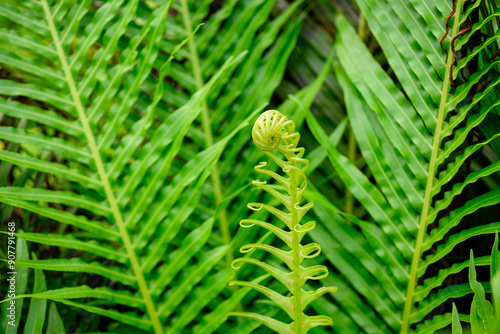 blechnum hard fern frond, green leaf leaves botany botanical, background texture, curl furled unfurl, tropical garden gardening environment ecosystem, landscape design photo