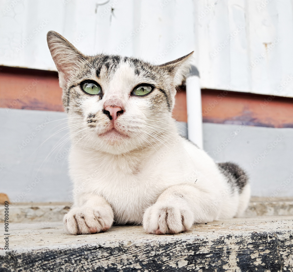 a skinny stray cat in a container a skinny stray cat in a container