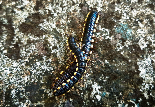 millipedes with black and yellow on the ground