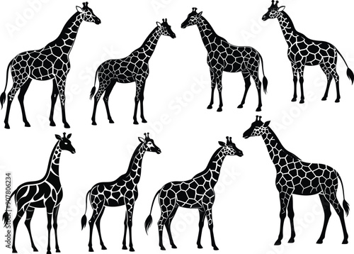 Vector art giraffe silhouette with white  background