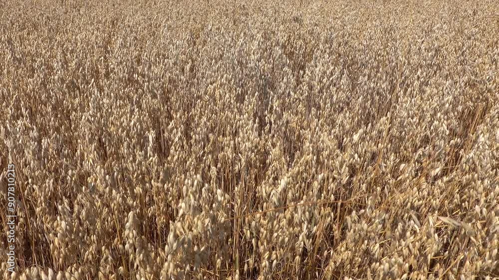 A field full of ripe oats A field full of ripe oats
