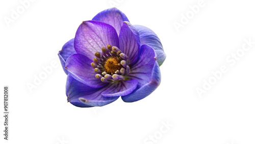 Aconite flower isolated on transparent background