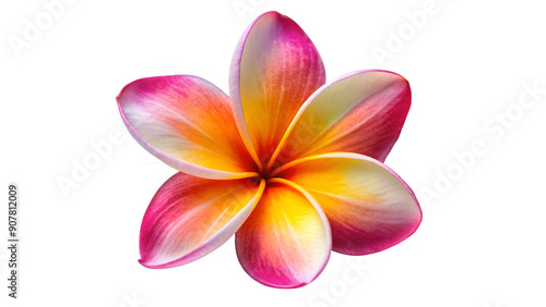 Plumeria flower isolated on transparent background