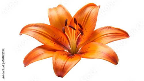 Orange lily blossom isolated on transparent background