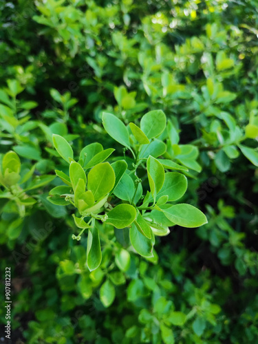 Green leaves in the garden