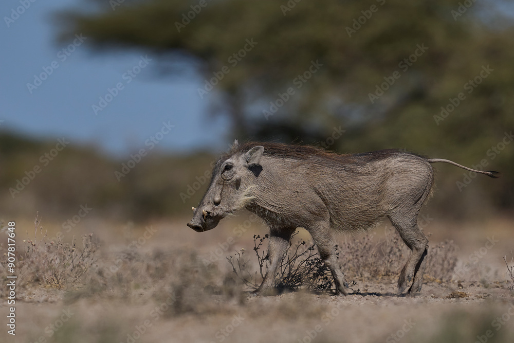Fototapeta premium Warthog (Phacochoerus aethiopicus) approaching a waterhole in Onguma Nature Reserve bordering Etosha National Park, Namibia.