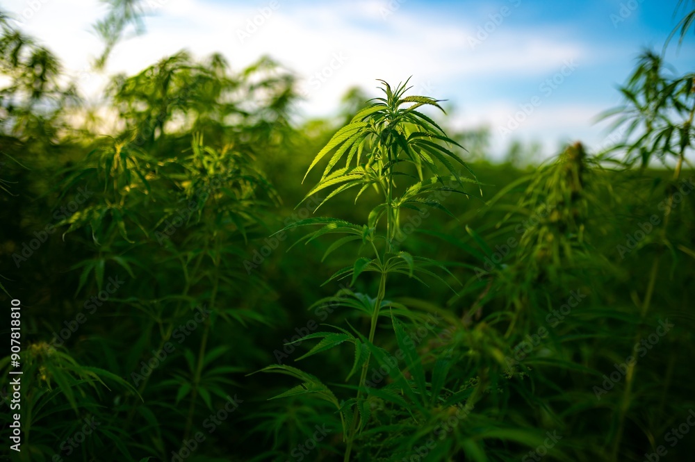 Hemp. Cannabis Sativa Field Grown in Lithuania, Planted for Fiber and Seeds Harvest Sunset. 420 Weed Day Hemp. Cannabis Sativa Field Grown in Lithuania, Planted for Fiber and Seeds Harvest Sunset. 420 Weed Day