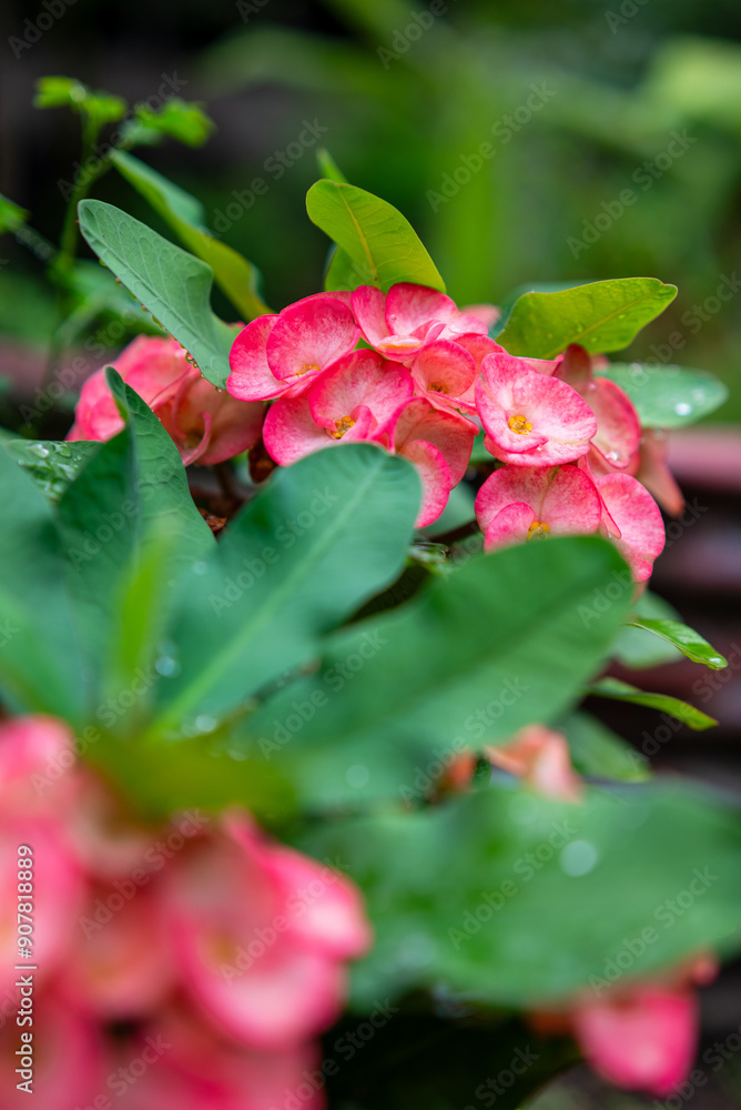 Fresh euphorbia milii flower with raindrops Fresh euphorbia milii flower with raindrops