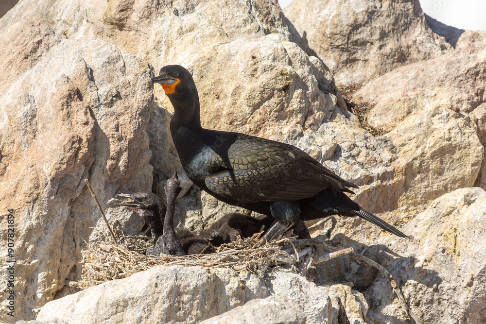 Fototapeta premium Cape Cororant with two chicks in the nest in Bett'y Bay, Western Cape of South Africa