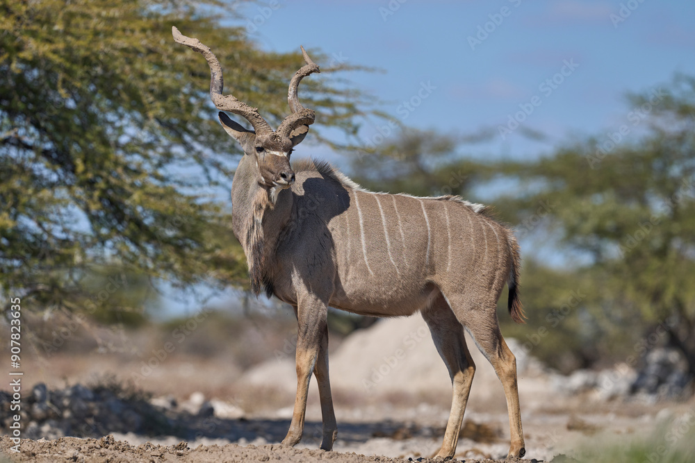 Male Greater Kudu (Tragelaphus strepsiceros) with its horns covered in mud at a waterhole in Onguma Nature Reserve bordering Etosha National Park, Namibia. Male Greater Kudu (Tragelaphus strepsiceros) with its horns covered in mud at a waterhole in Onguma Nature Reserve bordering Etosha National Park, Namibia.