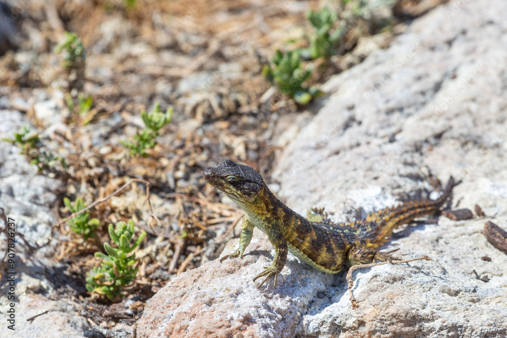 Cape Girdled Lizard (cordylus cordylus) sitting on rocks at Stony Point in Betty's Bay in the Western Cape of South Africa Cape Girdled Lizard (cordylus cordylus) sitting on rocks at Stony Point in Betty's Bay in the Western Cape of South Africa