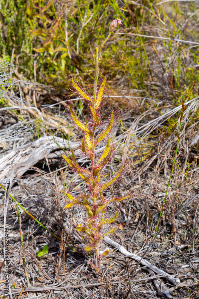 Drosera cistiflora in the Western Cape of South Africa Drosera cistiflora in the Western Cape of South Africa